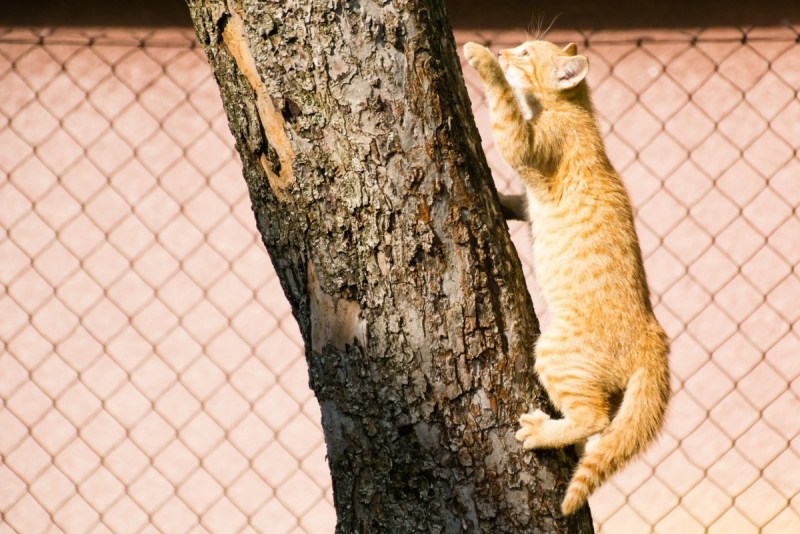 Кошки лазают по деревьям