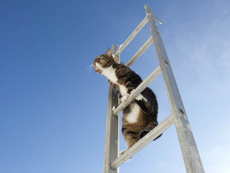 Кот на высоте