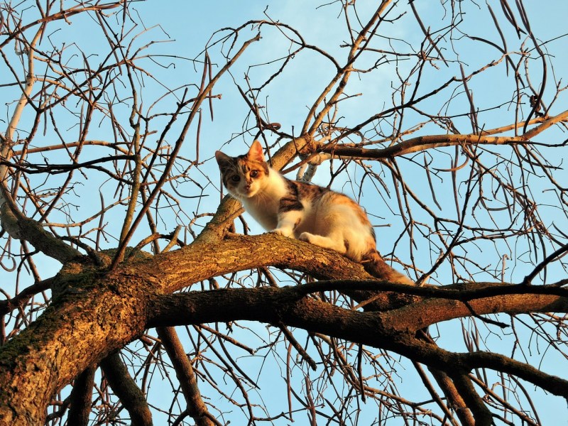 Кот застрял на дереве