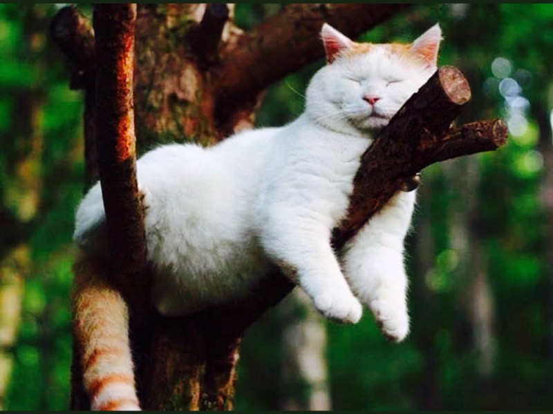 Кот сидит на дереве