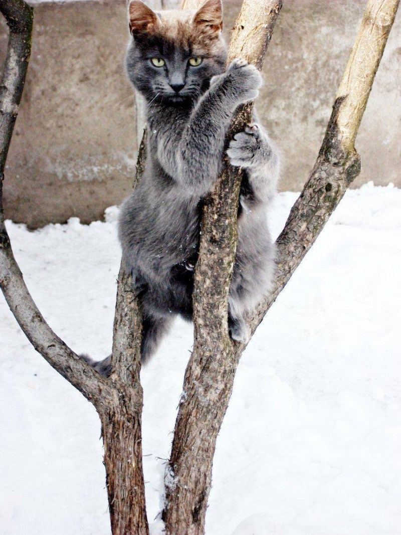 Кошка карабкается на дерево