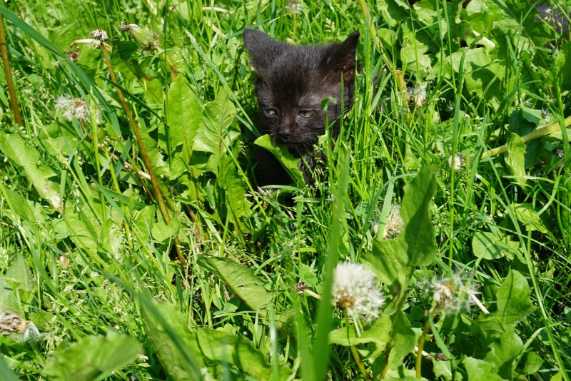 Кошка мышь растение