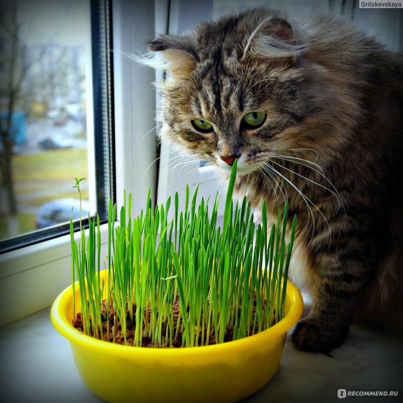 Кошачья трава