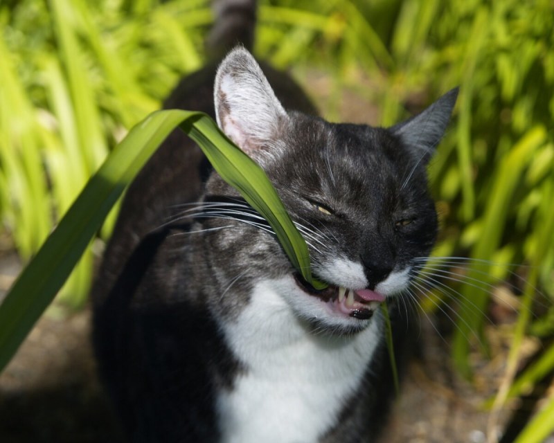 Коты едят растения