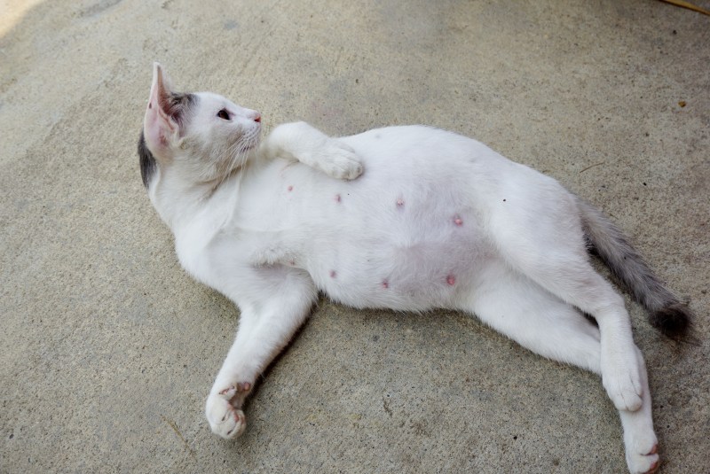 Беременная с котом