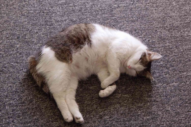 Беременная кошка