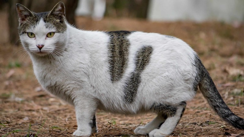 Беременные котики