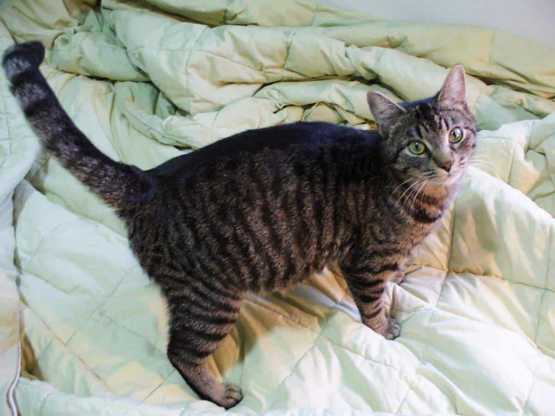 Кошачий животик