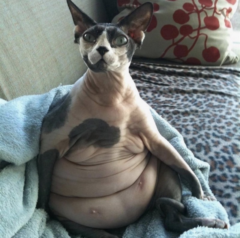 Кот стоит