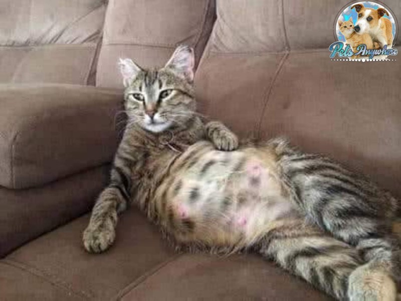 Кошки вынашивают котят