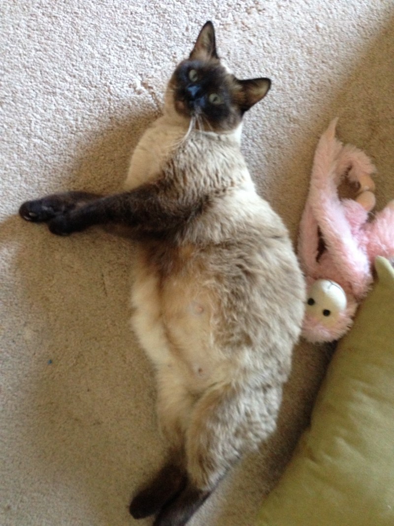 Беременные котики