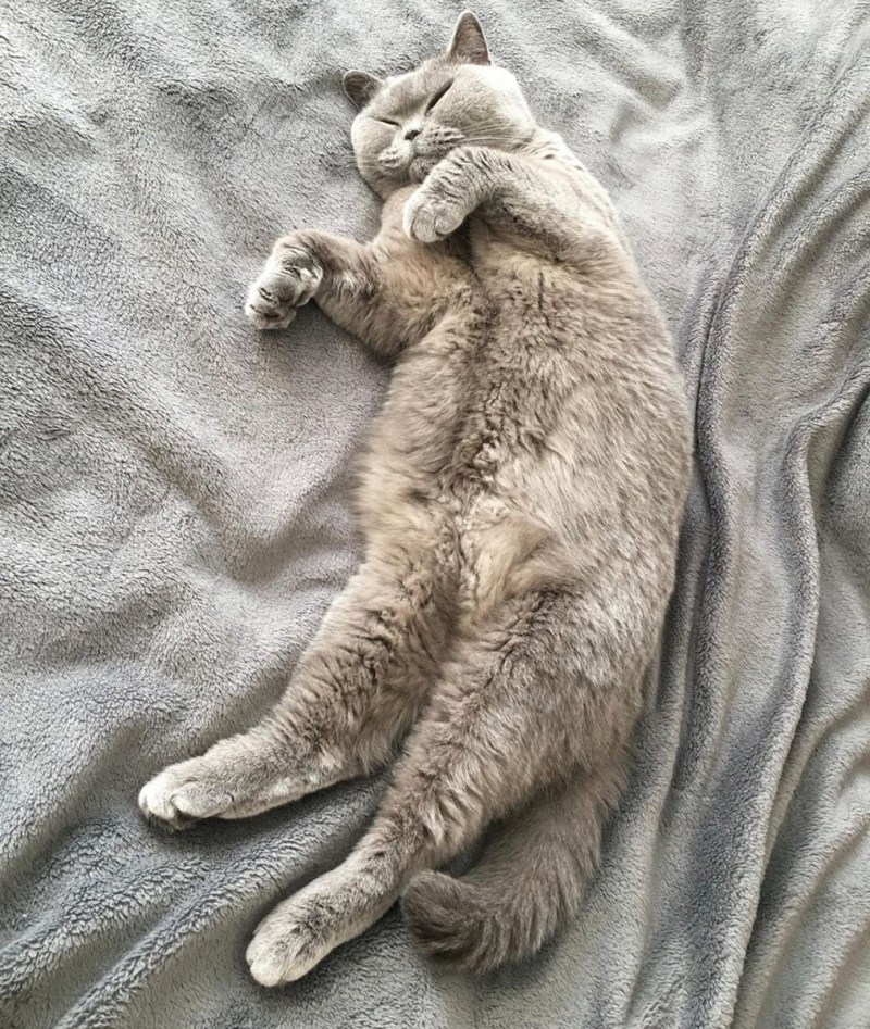 Беременная кошка