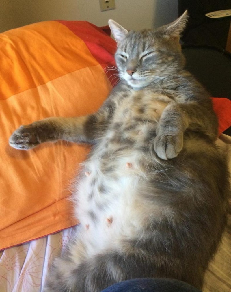 Живот беременной кошки