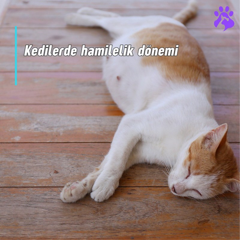 Беременная кошка