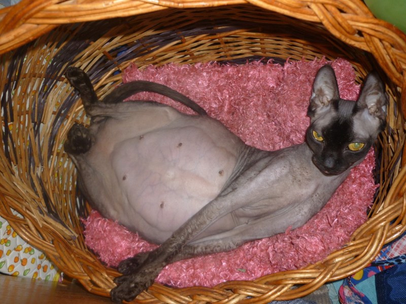 Беременные кошки