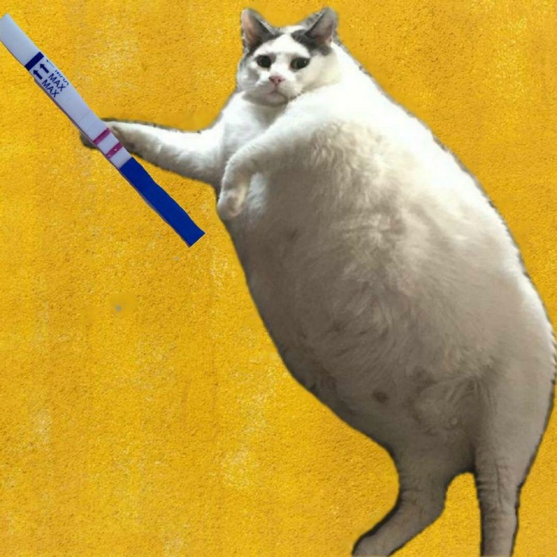 Беременные котики
