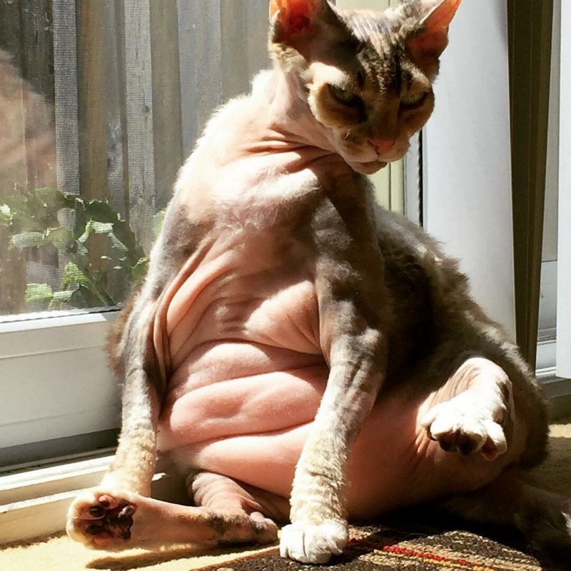 Кошки вынашивают котят