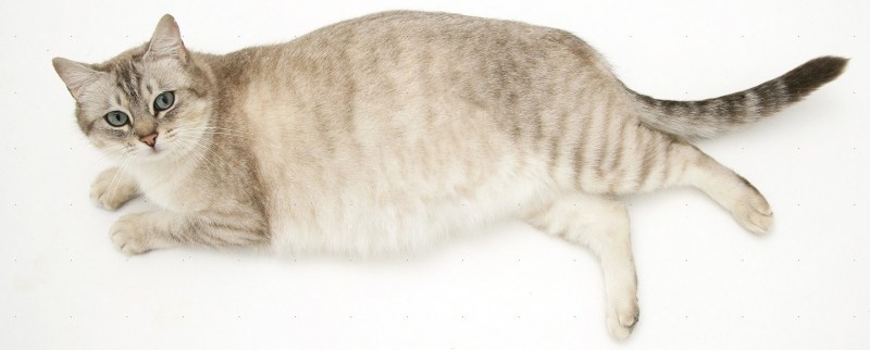 Беременная кошка