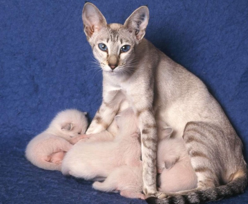 Смешные беременные кошки