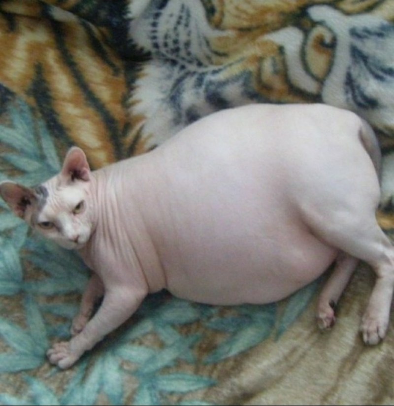Котенок лежит на животе