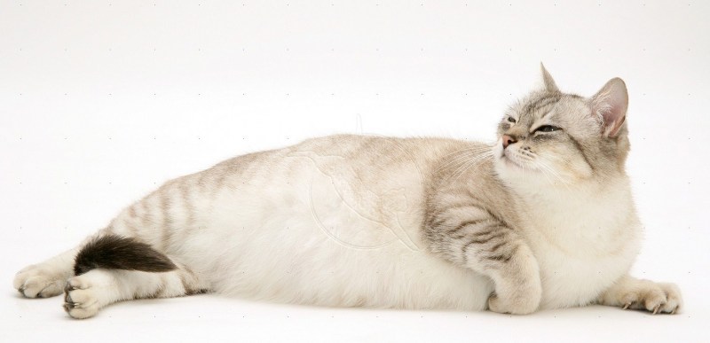 Беременная женщина кошка