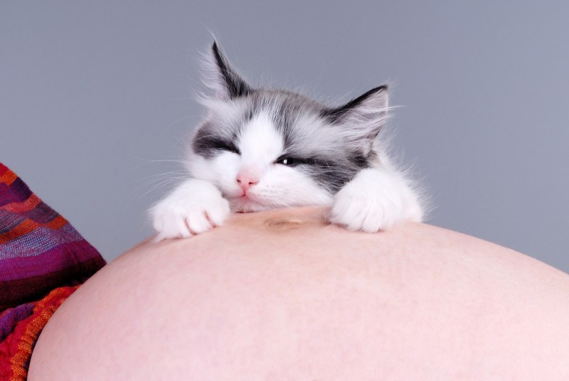 Беременная женщина кошка