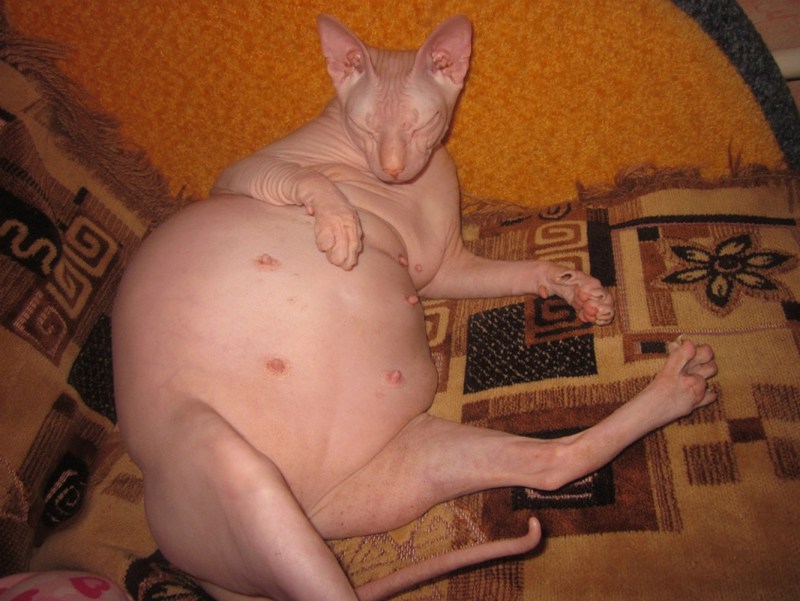Кот лежит