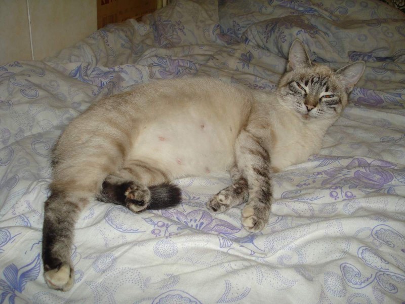 Беременные кошки
