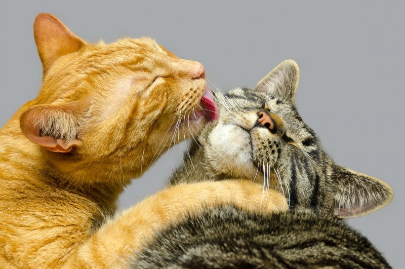 Котенок лижет