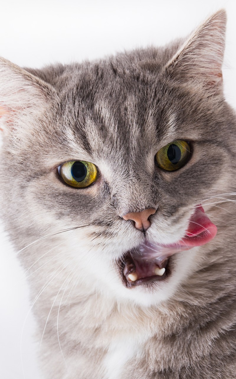Котенок с высунутым языком