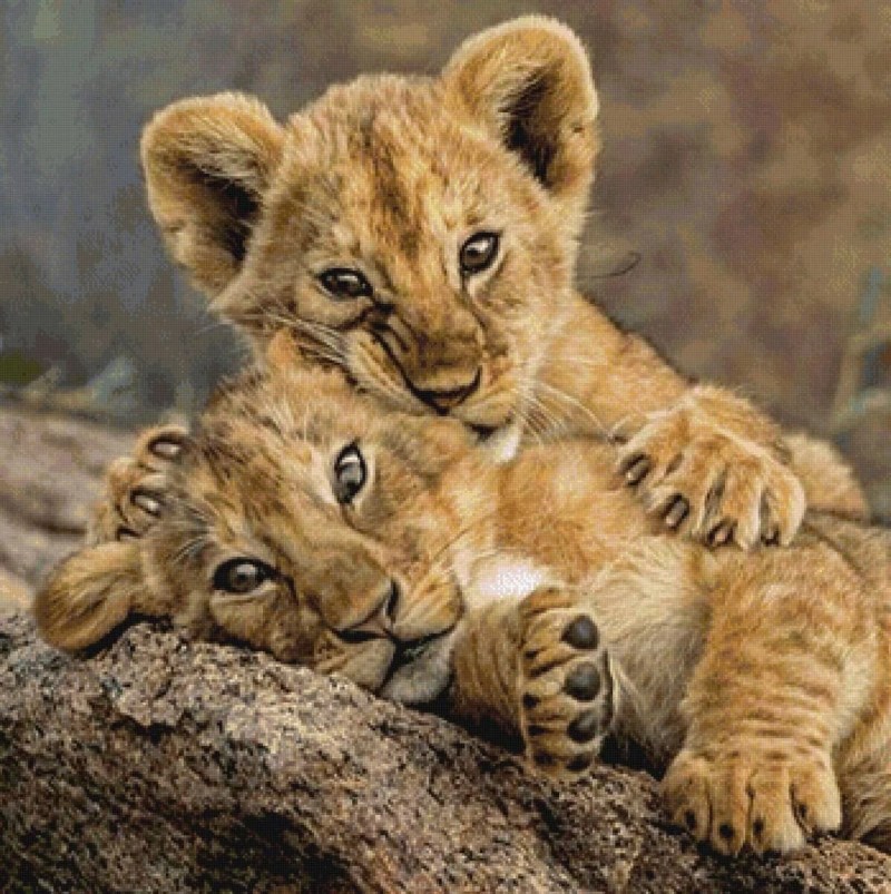 Маленький Львенок