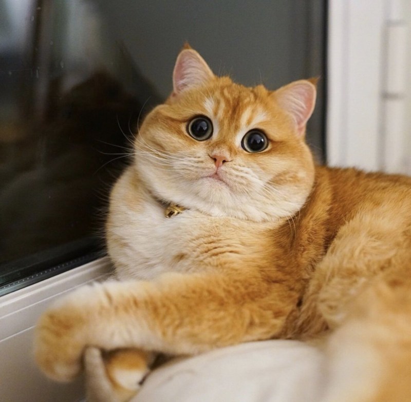Британский кот Золотая шиншилла