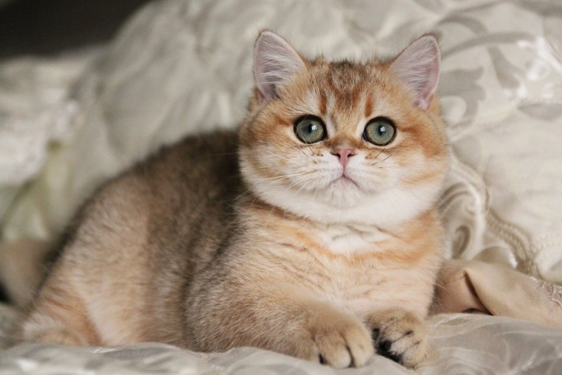 Шотландская золотистая шиншилла