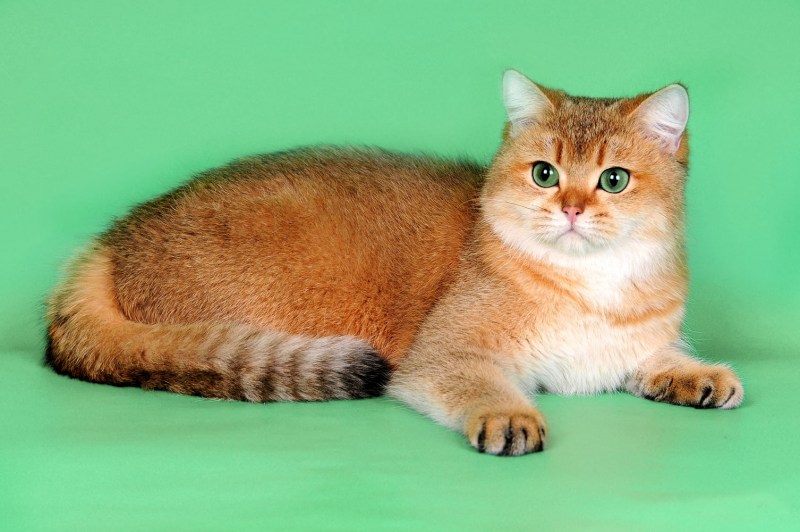 Шотландская короткошерстная Золотая шиншилла