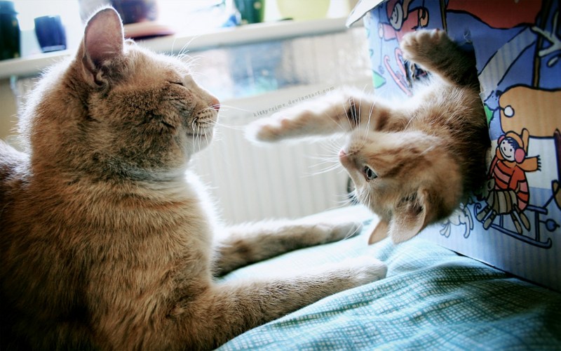 Прикольные кошки и котята