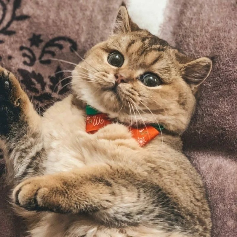 Игривый котик