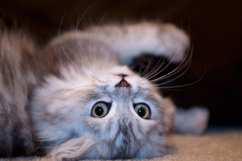 Игривый котик