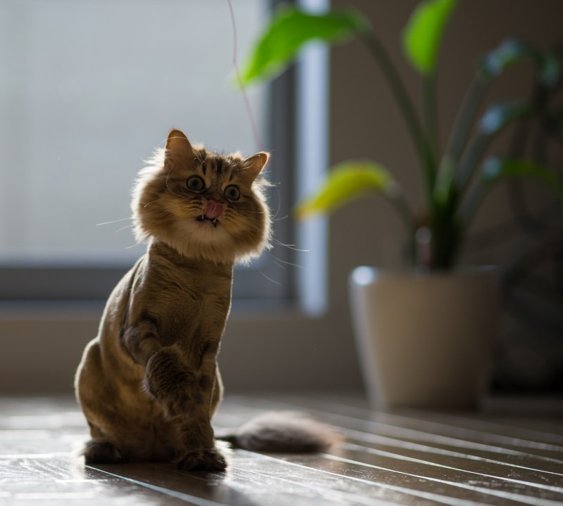 Игривый котенок