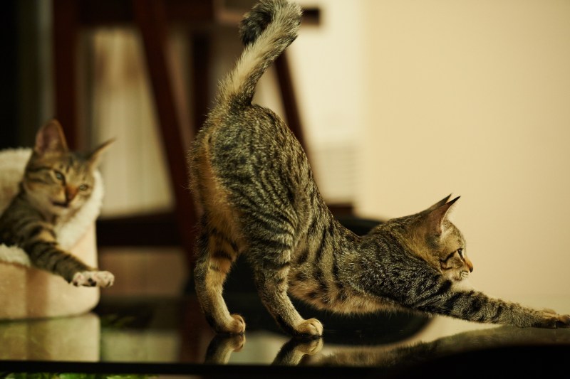 Кошка тянется