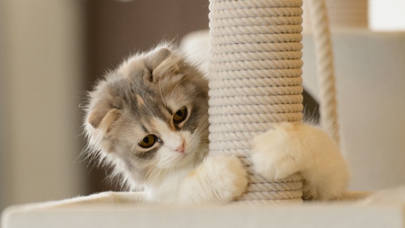 Смешные котята