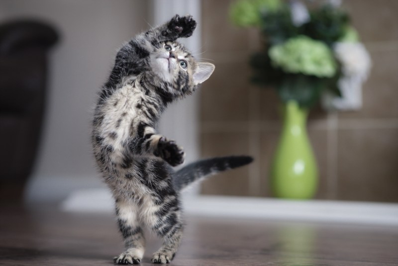Забавные котята