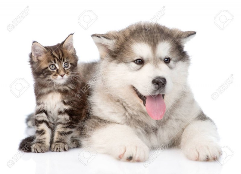 Маламут и кот