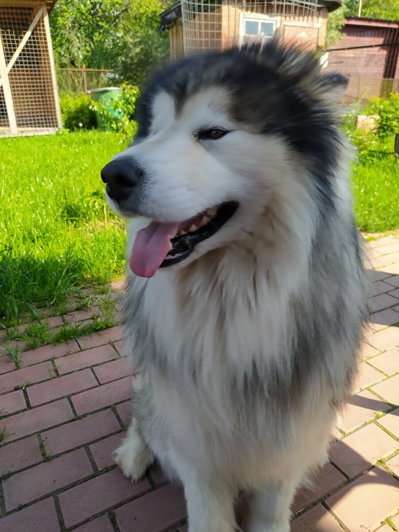 Магаданский кот
