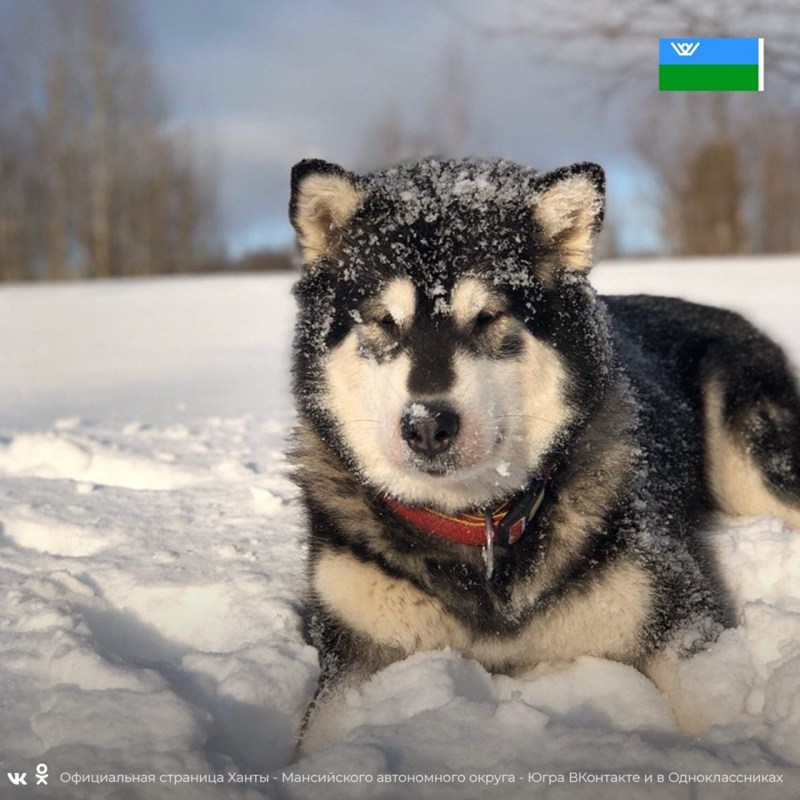 Фото на аву коты и собаки хаски рыжие