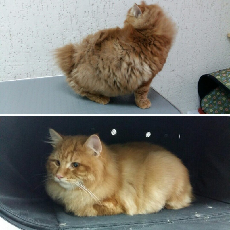 Подстригание котов до и после