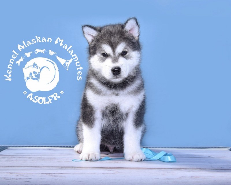 Маламут и кот