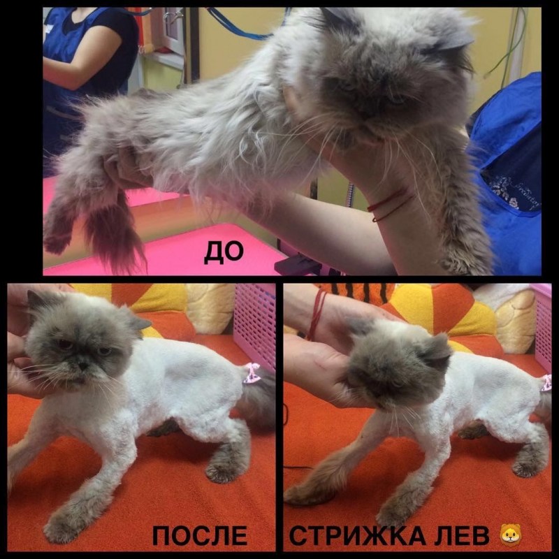 Кот до и после стрижки