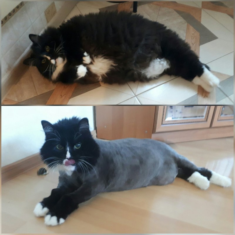 Кот до и после стрижки