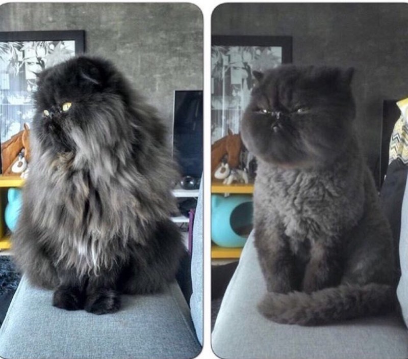 Кот до и после стрижки