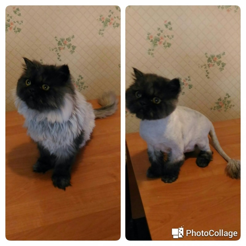 Стрижка котов до и после